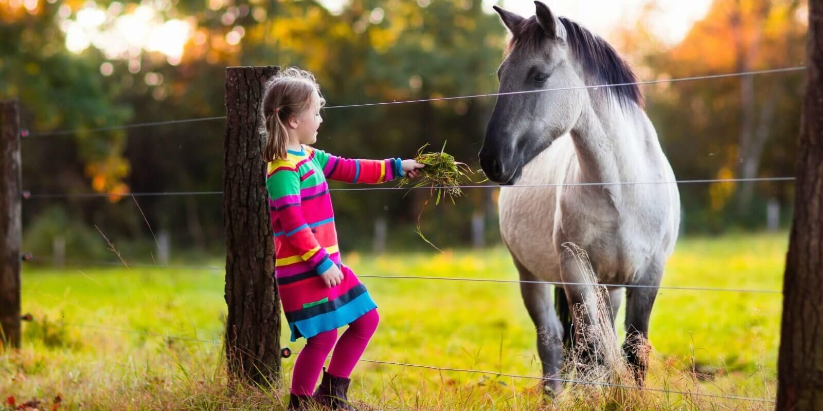 pet-farms-mullingar-family-activities-bloomfield-house-hotel